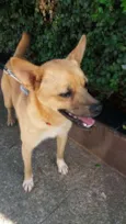 Scooby