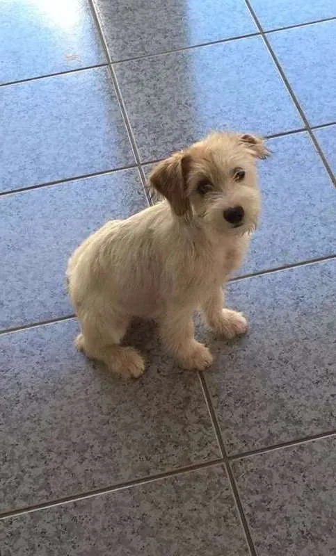 Cachorro ra a SRD idade 2 a 6 meses nome Bianca