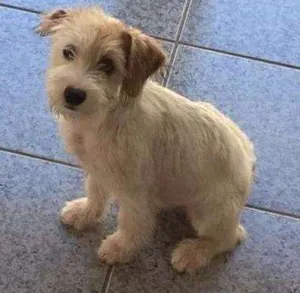 Cachorro raça SRD idade 2 a 6 meses nome Bianca