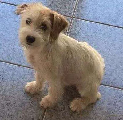 Cachorro ra a SRD idade 2 a 6 meses nome Bianca