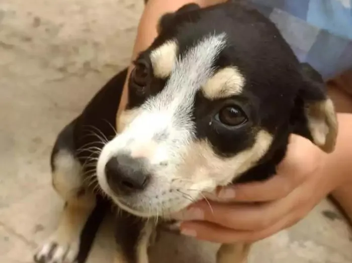 Cachorro raça Indefinida idade 2 a 6 meses nome Lindinha
