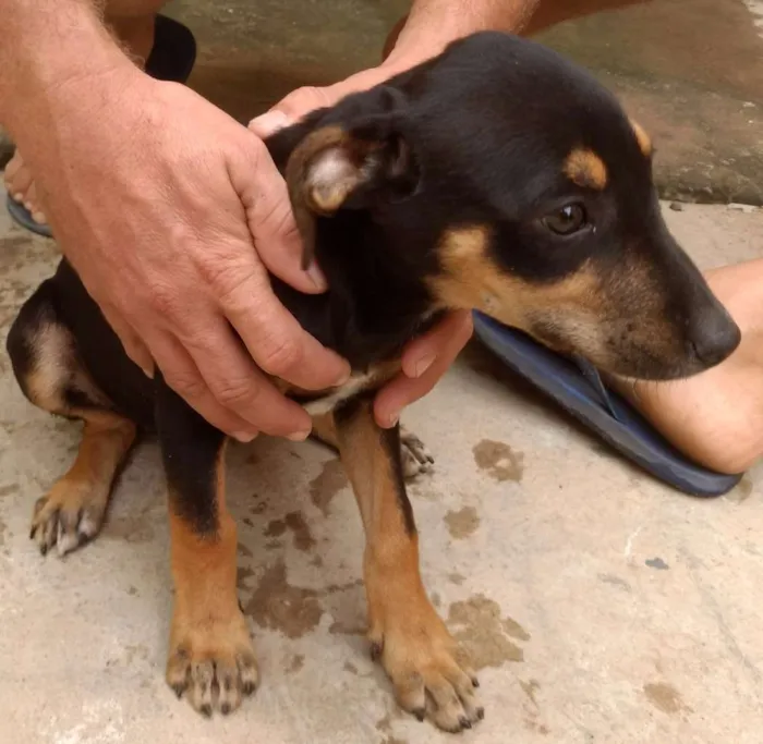 Cachorro raça Indefinida idade 2 a 6 meses nome Florzinha