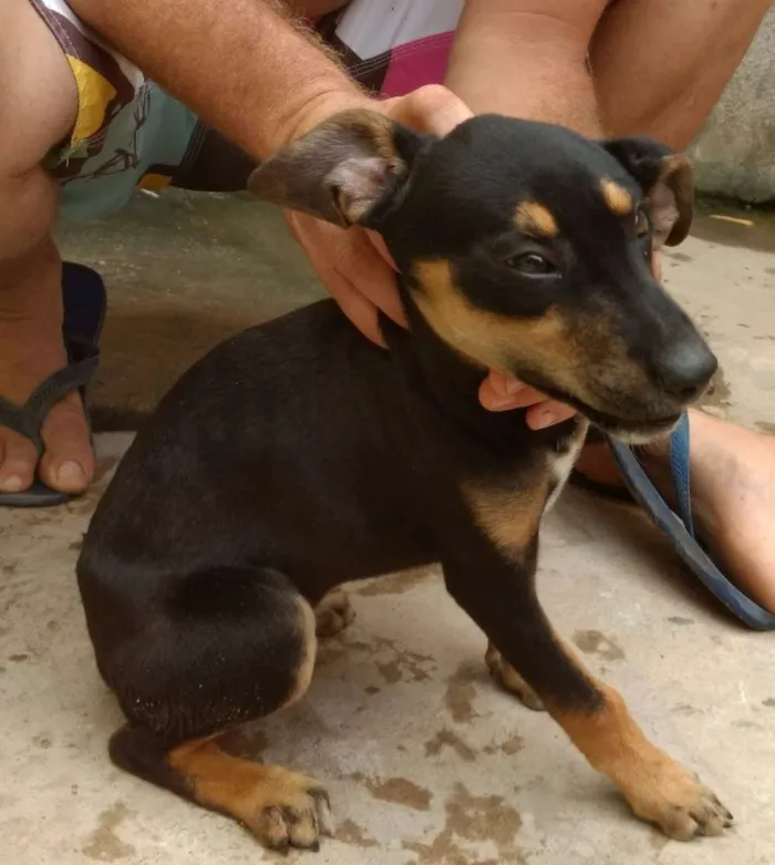 Cachorro raça Indefinida idade 2 a 6 meses nome Florzinha