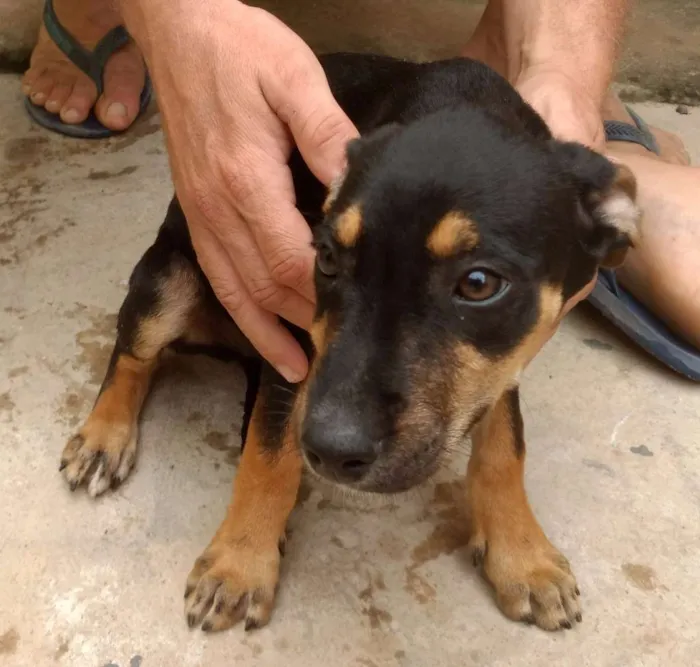 Cachorro raça Indefinida idade 2 a 6 meses nome Florzinha