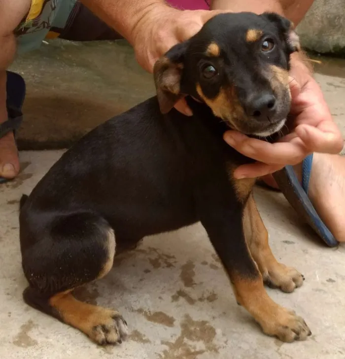 Cachorro raça Indefinida idade 2 a 6 meses nome Florzinha