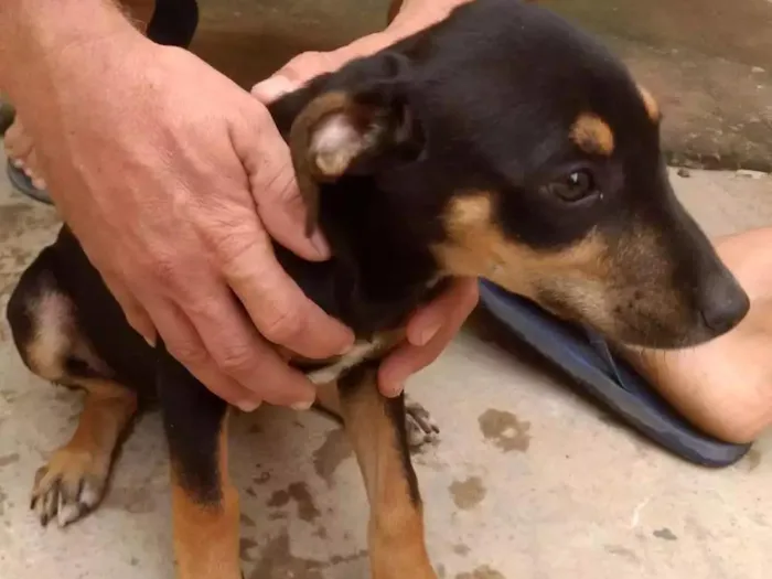 Cachorro raça Indefinida idade 2 a 6 meses nome Florzinha