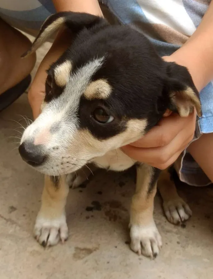 Cachorro raça Indefinida idade 2 a 6 meses nome Lindinha