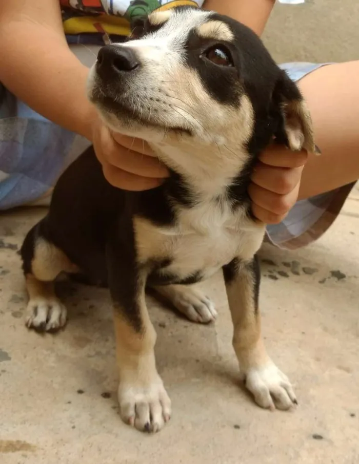 Cachorro raça Indefinida idade 2 a 6 meses nome Lindinha