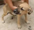 Docinho