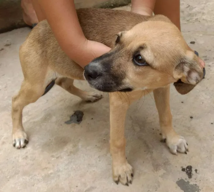 Cachorro raça Indefinida idade 2 a 6 meses nome Docinho