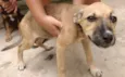 Docinho