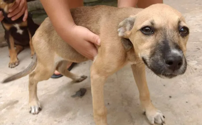 Cachorro raça Indefinida idade 2 a 6 meses nome Docinho