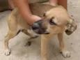 Docinho