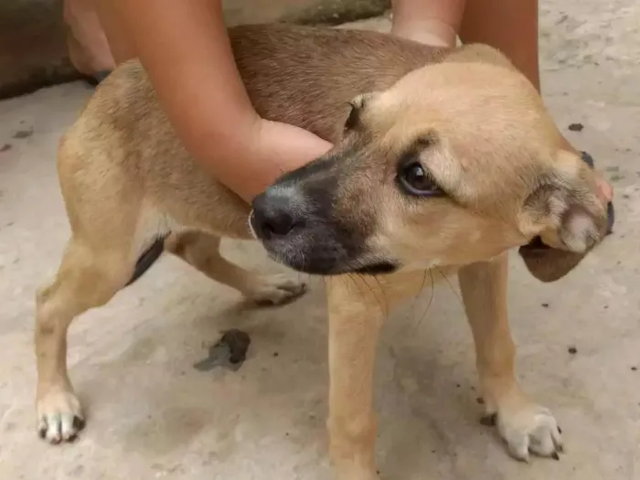 Cachorro raça Indefinida idade 2 a 6 meses nome Docinho