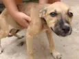 Docinho