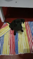 Belinha