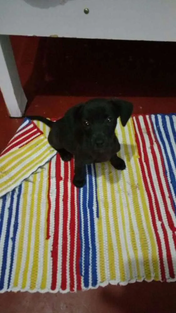 Cachorro raça Vira lata idade 2 a 6 meses nome Belinha