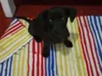 Belinha