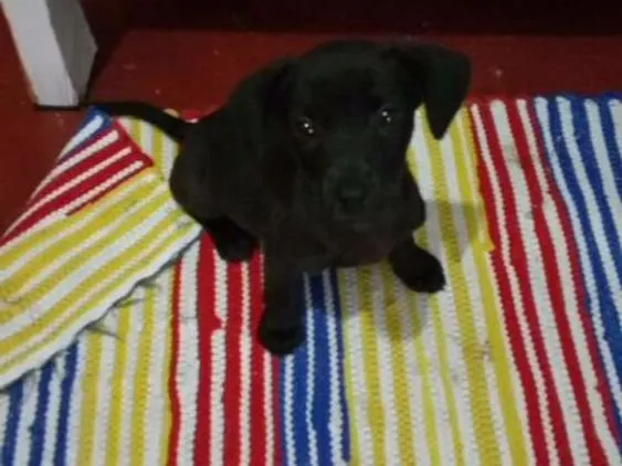 Cachorro raça Vira lata idade 2 a 6 meses nome Belinha