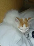 Anjos