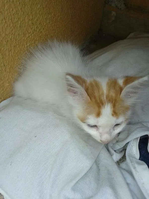 Gato ra a SRD idade 2 a 6 meses nome Anjos