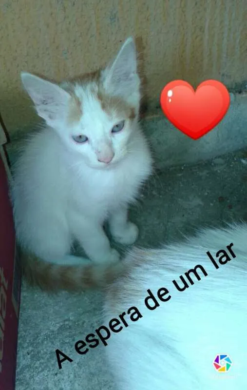 Gato ra a SRD idade 2 a 6 meses nome Anjos