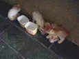 Anjos