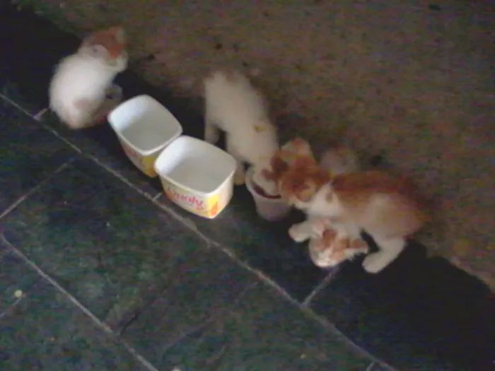 Gato ra a SRD idade 2 a 6 meses nome Anjos