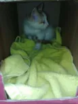 Anjos