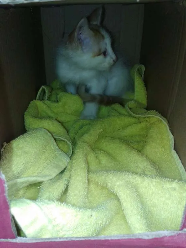 Gato ra a SRD idade 2 a 6 meses nome Anjos