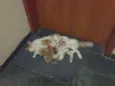 Anjos