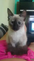 Maya