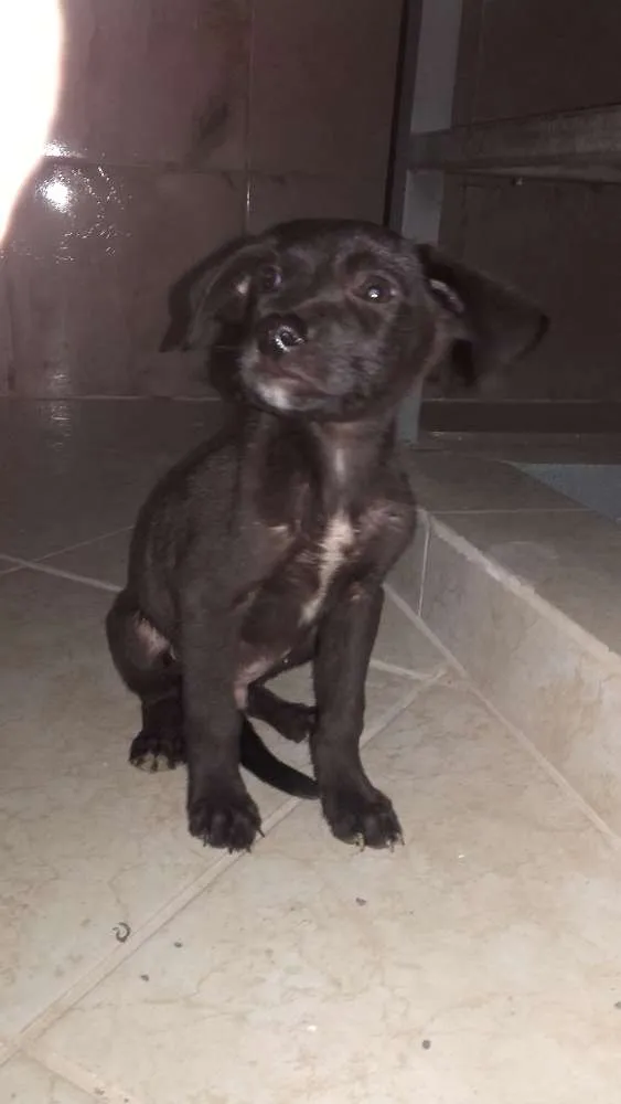 Cachorro ra a Não identificado  idade Abaixo de 2 meses nome chocolate