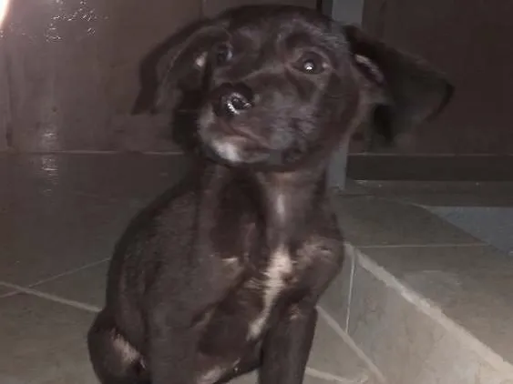 Cachorro ra a Não identificado  idade Abaixo de 2 meses nome chocolate