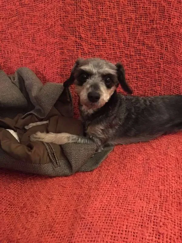 Cachorro ra a  idade 7 a 11 meses nome Sue