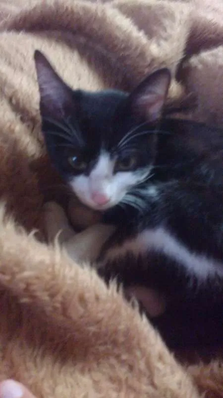 Gato ra a SRD idade 2 a 6 meses nome Sem nome