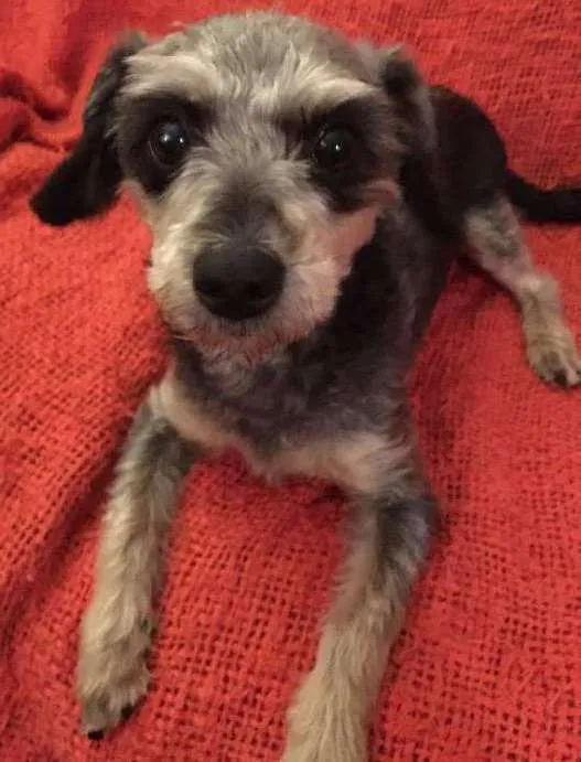 Cachorro ra a  idade 7 a 11 meses nome Sue
