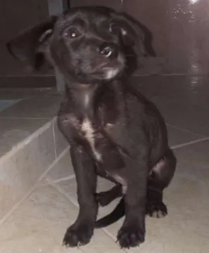 Cachorro raça Não identificado  idade Abaixo de 2 meses nome chocolate