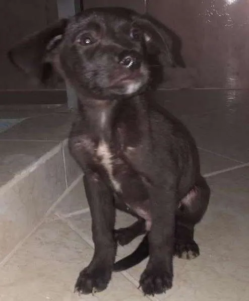 Cachorro ra a Não identificado  idade Abaixo de 2 meses nome chocolate