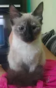 Maya