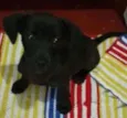 Belinha