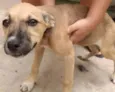 Docinho