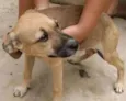 Docinho