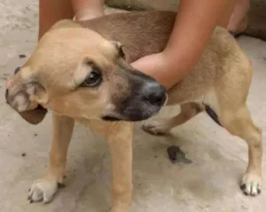 Cachorro raça Indefinida idade 2 a 6 meses nome Docinho