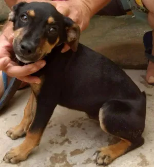 Cachorro raça Indefinida idade 2 a 6 meses nome Florzinha