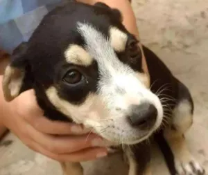 Cachorro raça Indefinida idade 2 a 6 meses nome Lindinha