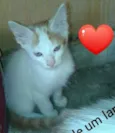 Anjos