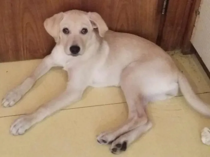 Cachorro ra a Mestiça  idade 2 a 6 meses nome Shiva