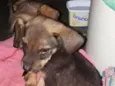 Bel e belinha