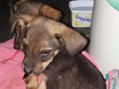 Cachorro raça Vira lata com pastor belga idade  nome Bel e belinha